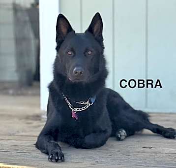 Photo of Cobra aka Coco