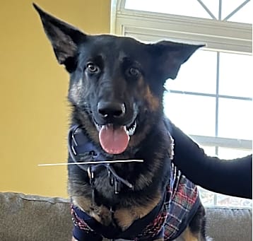 Photo of Arlo