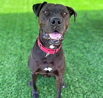 Photo of ROLO