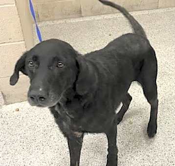 Photo of PEPPER