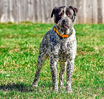 Photo of Badger