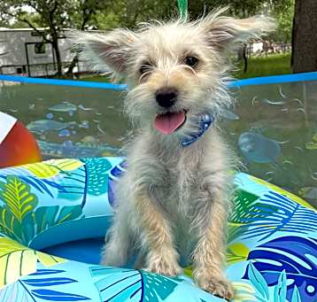 Photo of Buster