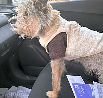 Photo of Gizmo