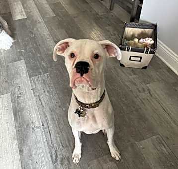 Photo of Beaux