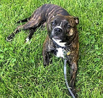 Photo of Izzy - Courtesy Post