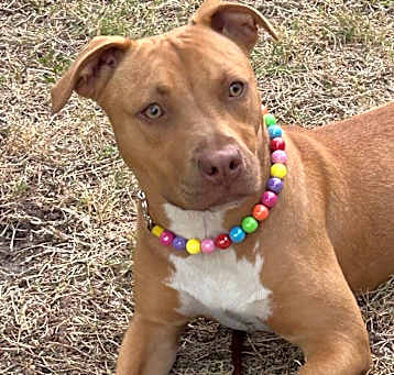 Photo of Lacey