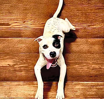 Photo of PETEY