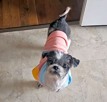 Photo of Rosie