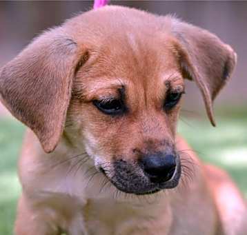 Photo of Ares