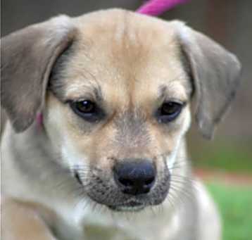 Photo of Artemis