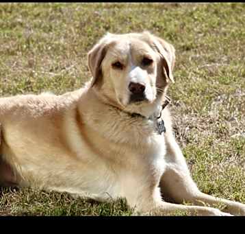 Photo of Bubba