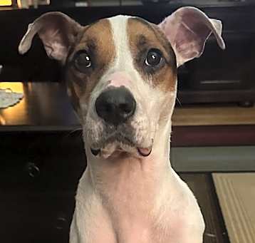 Photo of Benny Foster or Adopter needed
