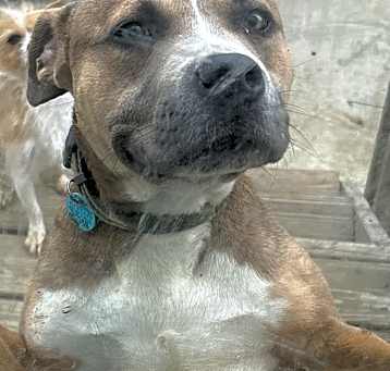 Photo of Scar