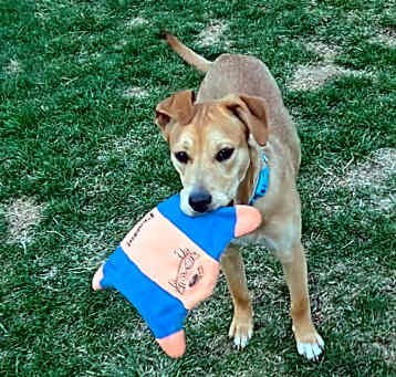 Photo of Ginger