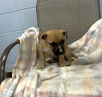 Photo of Bronson