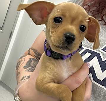 Photo of Hopper (purple)