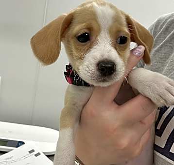 Photo of Marshmallow (pink) 
