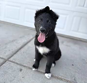 Photo of Nala