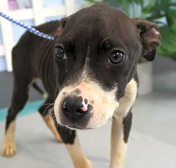 Photo of Bessie BABY IS URGENT ‼️