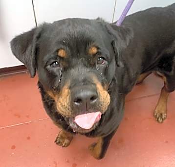 Photo of Bessie