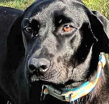 Photo of Cocoa