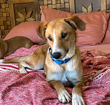 Photo of Honey