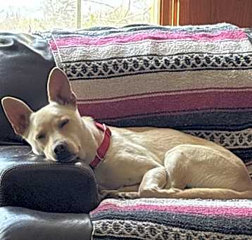 Photo of Ollie