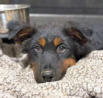 Photo of BARNABY