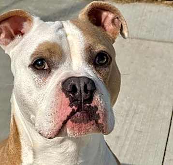 Photo of Petey