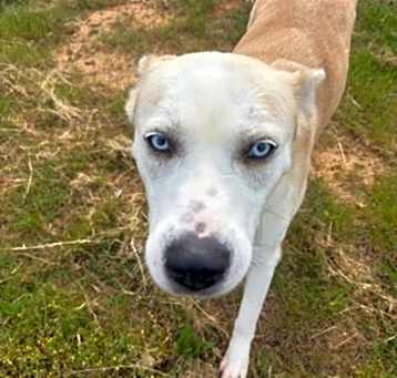 Photo of Nali
