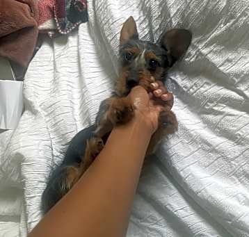 Photo of Dezi