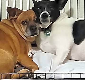 Photo of Pugsy/Dixie