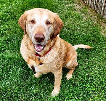 Photo of Cooper