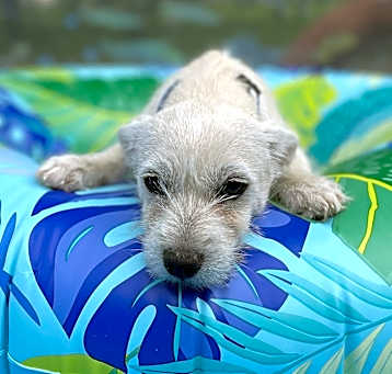 Photo of Charlie
