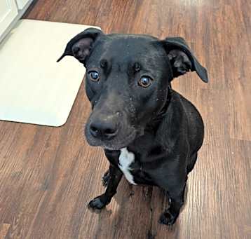 Photo of Daisy