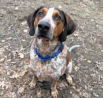 Photo of Beau