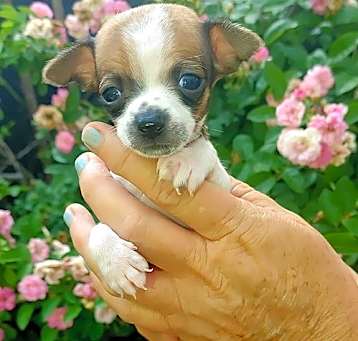 Photo of FOSTERS NEEDED FOR CHIWEENIES