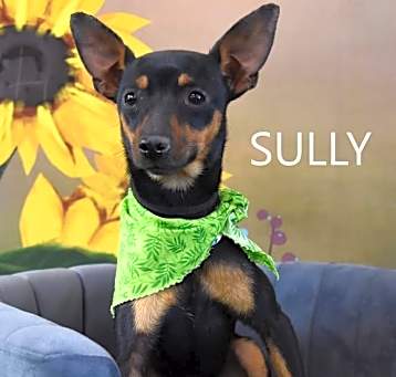 Photo of Sully