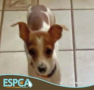 Photo of Junior