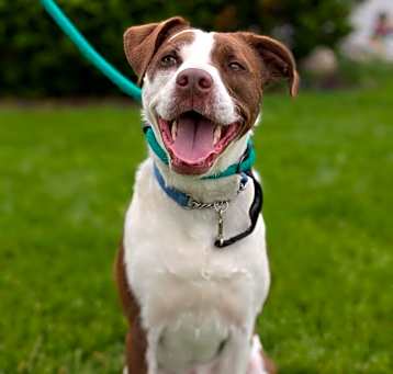 Photo of Goose FKA Declan Carbonara **Off-Site Foster Home**