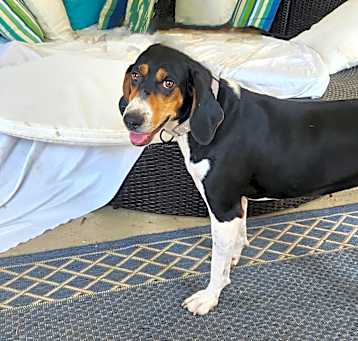 Photo of Suzi *Discounted Adoption Fee*