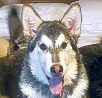 Photo of Honey