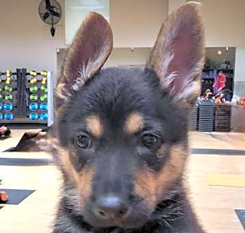 Photo of PUPPY FREYA