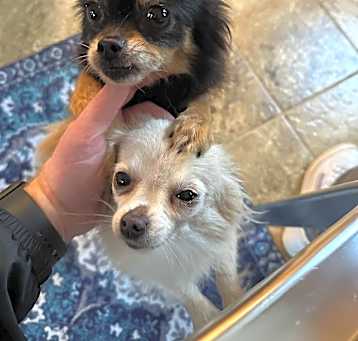 Photo of Cindy Lou and Sugar