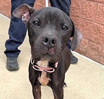 Photo of Buckeye