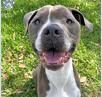 Photo of *ARCHIE
