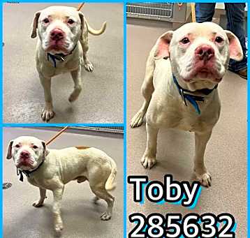 Photo of TOBY