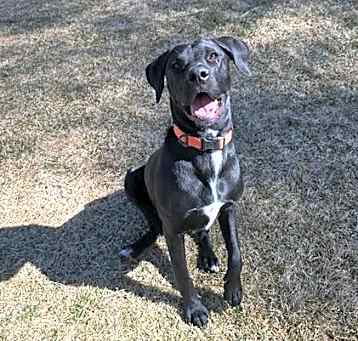 Photo of RAMBO