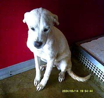 Photo of Blanca