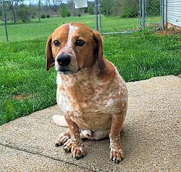 Photo of Rusty-SO PRECIOUS!